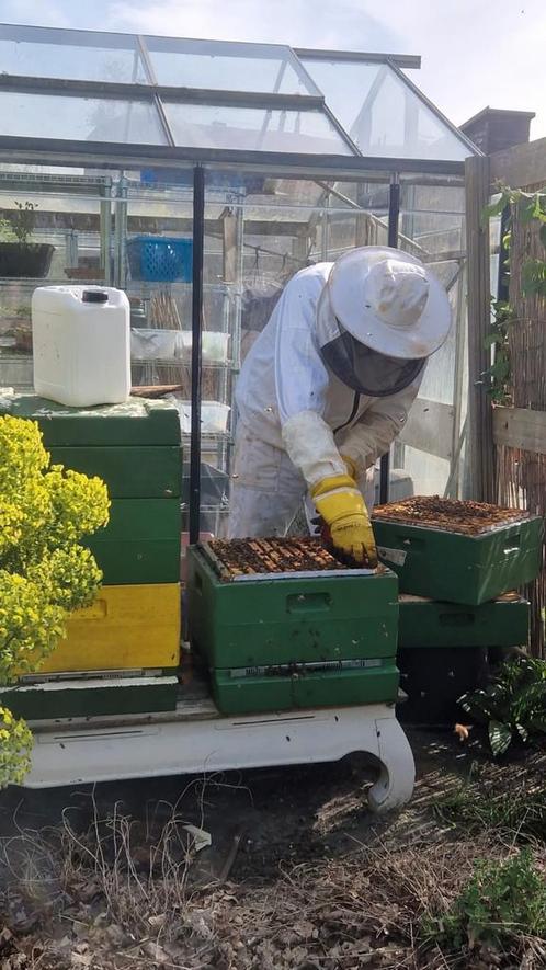 Bijen stalling gezocht, Dieren en Toebehoren, Insecten en Spinnen