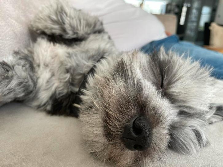 Boomer pup Merle, Dieren en Toebehoren, Honden | Niet-rashonden, Klein, Reu, Particulier, Eén hond, Nederland, 15 weken tot 1 jaar