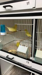 Geel schimmel mannen, Dieren en Toebehoren, Vogels | Kanaries, Mannelijk, Kleurkanarie