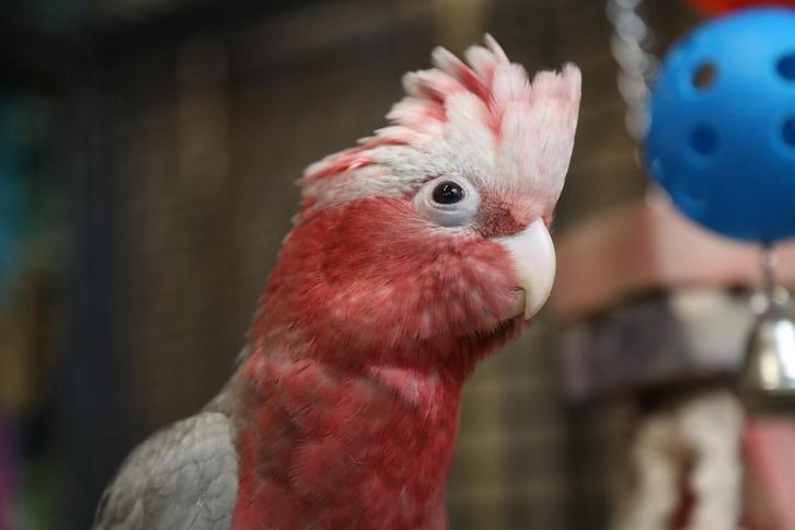 Jonge Rose Kaketoes | Handtam | Kleurrijk | Lief | Speels, Dieren en Toebehoren, Vogels | Parkieten en Papegaaien, Papegaai, Meerdere dieren