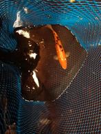 Koikarper, Dieren en Toebehoren, Vissen | Vijvervissen, Karper of Koi
