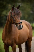 Stoere pony te koop, Dieren en Toebehoren, Pony's, Ruin, Dressuurpony, 11 jaar of ouder, D pony (1.37m tot 1.48m)