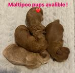 Prachtige Maltipoo pups , zeldzaame kleuren geboren!, Parvo, Overige rassen, 8 tot 15 weken, Meerdere