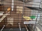 Kanarie koppel, Dieren en Toebehoren, Meerdere dieren, Kleurkanarie