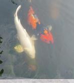 Koikarpers, Dieren en Toebehoren, Karper of Koi