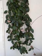 Hoya Carnosa stekken, Ophalen, Halfschaduw, Minder dan 100 cm