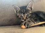 Superschattige kitten te koop!, Dieren en Toebehoren, Katten en Kittens | Overige Katten, Kater, 0 tot 2 jaar