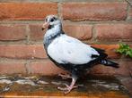 Knappe kleurpostduif pieper, Dieren en Toebehoren, Vogels | Duiven, Geslacht onbekend, Postduif