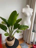 Dames Paspop - ZGAN met metalen frame, Ophalen, Overige soorten, Halfschaduw, In pot