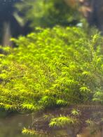 Barbula sp milimeter mos, Ophalen of Verzenden, Nieuw, Plant(en), Steen of Hout