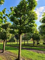 Quercus rubra - Amerikaanse eik - boom, Overige soorten, Lente, 100 tot 250 cm, Ophalen