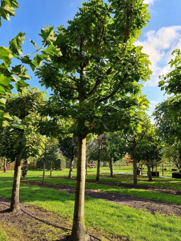 Quercus rubra - Amerikaanse eik - boom, Tuin en Terras, Planten | Bomen, Overige soorten, 100 tot 250 cm, Volle zon, Lente, In pot