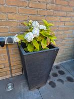 Hortensias 2 stuks, Ophalen, Overige soorten, Volle zon
