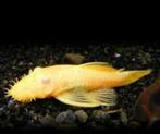 Albino Ancistrus - 5 cm - Koidream Valburg, Dieren en Toebehoren, Vissen | Aquariumvissen, Zoetwatervis, Vis