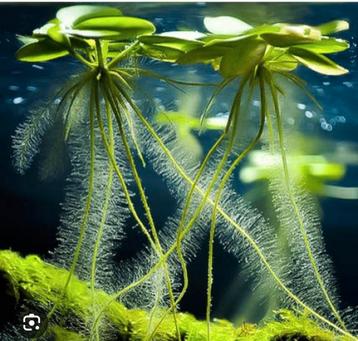 Drijfplant aquarium Kikkerbeet limnobium beschikbaar voor biedingen
