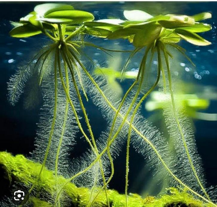 Drijfplant aquarium Kikkerbeet limnobium, Dieren en Toebehoren, Vissen | Aquaria en Toebehoren, Zo goed als nieuw, Plant(en), Steen of Hout