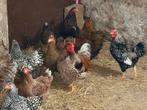 4 kriel wyandottes evt met bijbehorende haan, Dieren en Toebehoren, Pluimvee, Meerdere dieren, Kip
