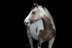 Verzorgster gezocht - verzorgpaard aangeboden -Ooltgensplaat, Dieren en Toebehoren, Paarden en Pony's | Overige Paardenspullen