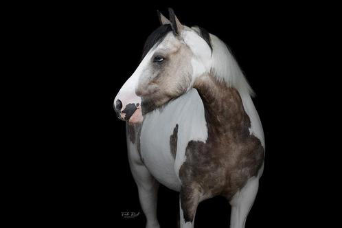 Verzorgster gezocht - verzorgpaard aangeboden -Ooltgensplaat, Dieren en Toebehoren, Paarden en Pony's | Overige Paardenspullen