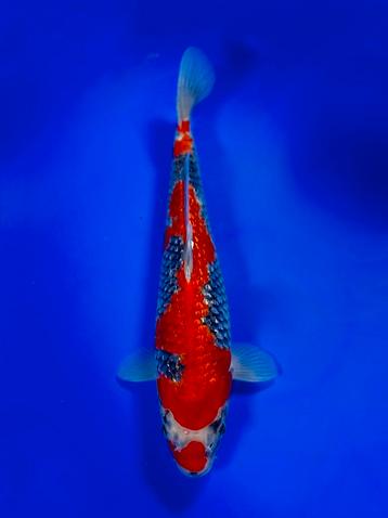 VHQ Jumbo Tosai Ginrin Goshiki 38-40cm Japanse koi beschikbaar voor biedingen