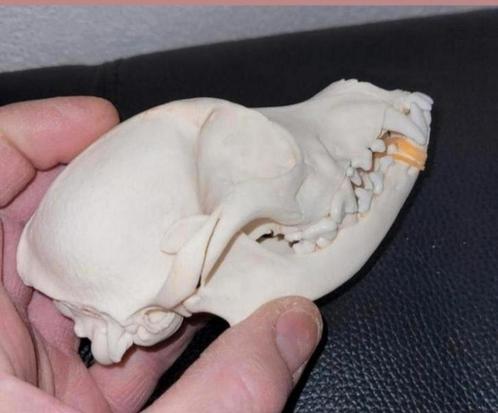 Schedel van een klein hondje - Taxidermie Dog Skull - Skelet, Verzamelen, Dierenverzamelingen, Schedel, Hond of Kat, Ophalen of Verzenden