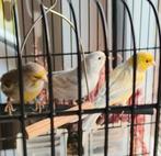 3x mooie kanarie Mannen €35,, Dieren en Toebehoren, Vogels | Kanaries, Mannelijk, Kleurkanarie