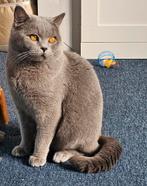 Mooi britse korthaar dekkater, Tommy.