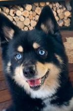Prachtige  pomsky f1 dekreu (niet te koop maar o zo lief ), Dieren en Toebehoren, Rabiës (hondsdolheid), Reu, Eén hond, 3 tot 5 jaar