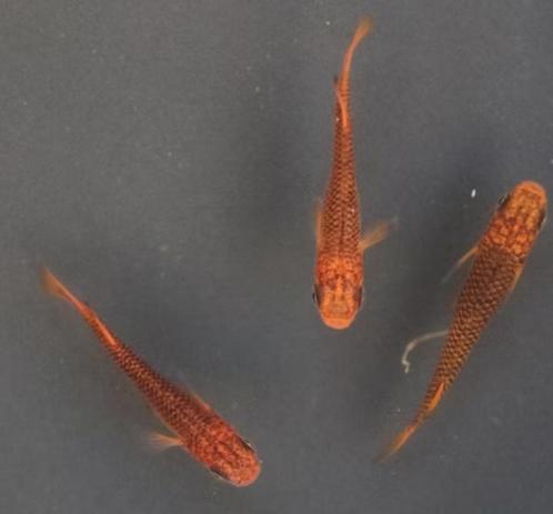 Medaka Red Dragon- Japanse Rijstvis eitjes te koop, Dieren en Toebehoren, Vissen | Aquariumvissen, Vis