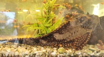 Zuignapvis van 20cm zoekt groter aquarium!  beschikbaar voor biedingen