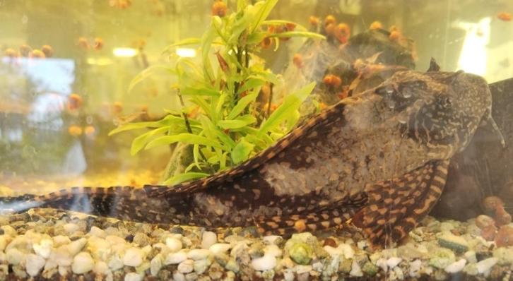 Zuignapvis van 20cm zoekt groter aquarium!, Dieren en Toebehoren, Vissen | Aquariumvissen, Zoetwatervis, Vis