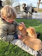 Nova scotia duck tolling retriever, Nederland, Parvo, 8 tot 15 weken, Meerdere