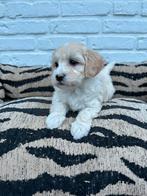 Maltipoo pups, maltezer x toy poedel, Parvo, Nederland, Overige rassen, 8 tot 15 weken