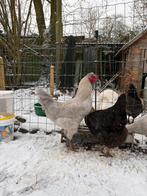 Aracauna haan, Mannelijk, Kip