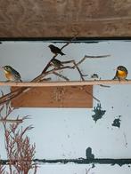 Japanse Nagtegalen, Dieren en Toebehoren, Meerdere dieren, Tropenvogel