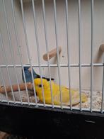 Mooi koppel Catharina parkieten, Dieren en Toebehoren, Vogels | Parkieten en Papegaaien, Meerdere dieren