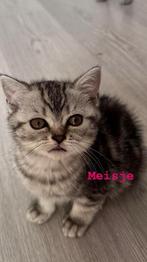 Lieve British Shorthair kittens te koop, Poes