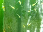 kweek groep garnalen Snow White + /- 50 stuks, Kreeft, Krab of Garnaal, Zoetwatervis