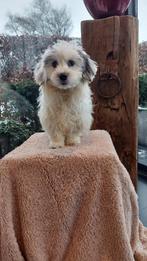 Boomer pups    (  echte kindervriendjes  !!!!!!!!!!!!!!!!!!, Dieren en Toebehoren, Parvo, Maltezer, Nederland, 15 weken tot 1 jaar