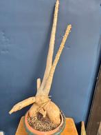 Caudex Unicarina Roeoesliana p25