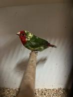 Bonte roodkop papagaai amadine pop, Vrouwelijk, Tropenvogel
