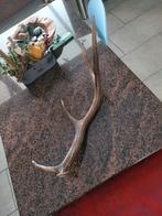 Hertengewei lengte ong. 60 cm., Ophalen of Verzenden