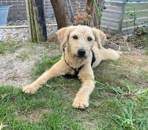 Benno is in Nederland, Dieren en Toebehoren, Honden | Niet-rashonden, Middel, Reu, Particulier, Eén hond, Buitenland, 1 tot 2 jaar