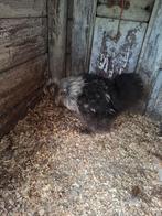 Jonge zijdehoender, Dieren en Toebehoren, Pluimvee