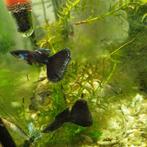 Mooie Baby Guppys en helena slakjes, Vis, Zoetwatervis