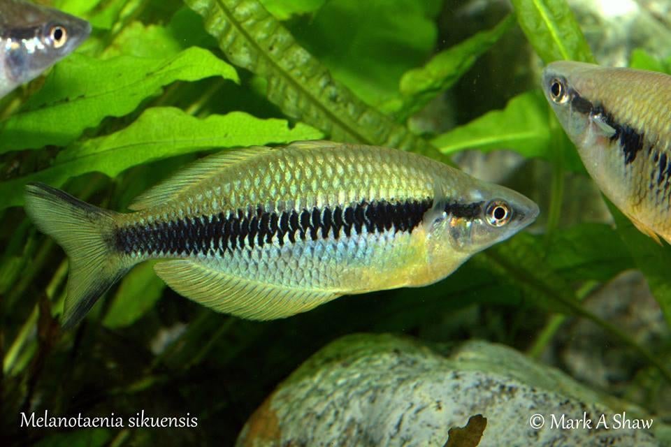 melanotaenia sikuensis €7,50, Dieren en Toebehoren, Vissen | Aquariumvissen, Vis, Zoetwatervis