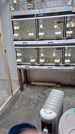 Gezocht witte kanarie  pop, Dieren en Toebehoren, Vogels | Kanaries, Vrouwelijk, Kleurkanarie