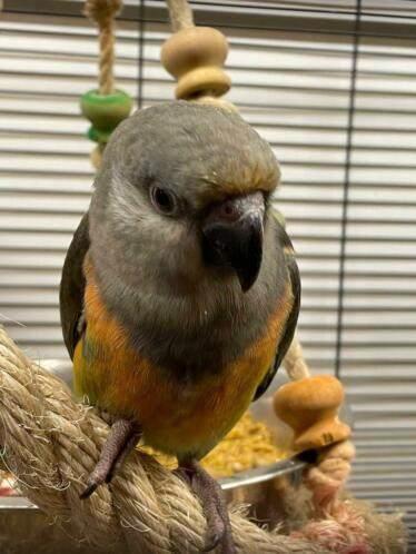 Jonge Baby Roodbuik Papegaaien | Nieuwsgierig | Handtam, Dieren en Toebehoren, Vogels | Parkieten en Papegaaien, Papegaai, Meerdere dieren