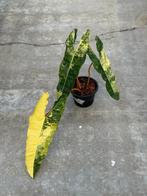 XL Philodendron Billietiae Variegata Ø19, Huis en Inrichting, Kamerplanten, Overige soorten, In pot, Minder dan 100 cm, Groene kamerplant