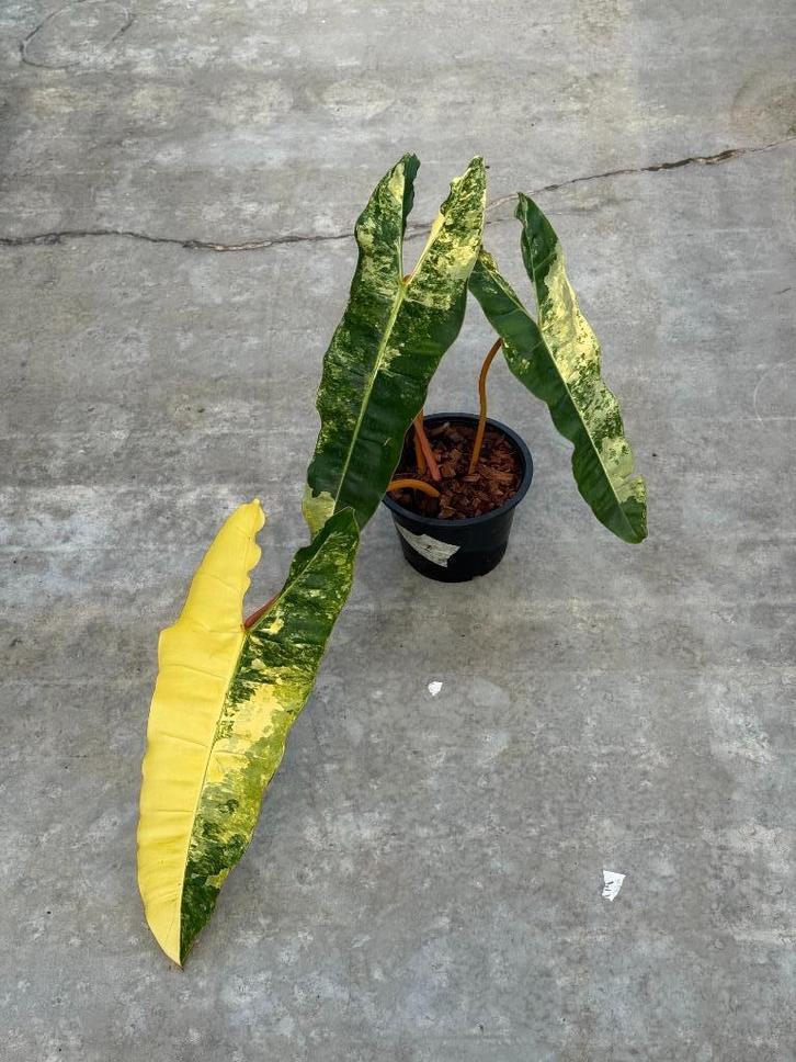 XL Philodendron Billietiae Variegata Ø19, Huis en Inrichting, Kamerplanten, Overige soorten, Minder dan 100 cm, Groene kamerplant